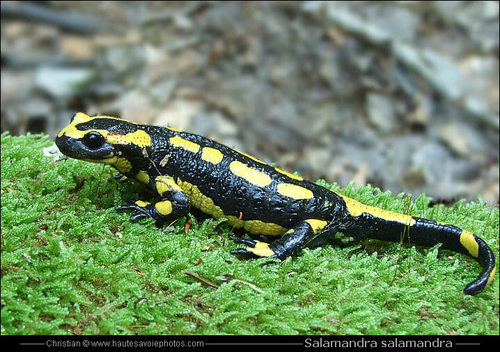 Quel est l'autre nom de cet amphibien, la salamandre de feu ?