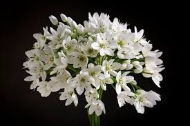 Donnez le nom botanique de cette fleur ?