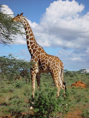 Combien mesure le coup de la girafe ?