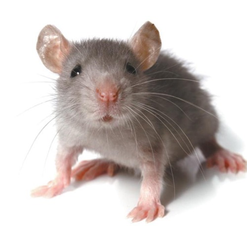 Les souris ont-elles un cerveau ?