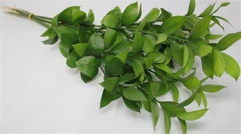 Donnez le nom usuel et le nom botanique de cette plante :