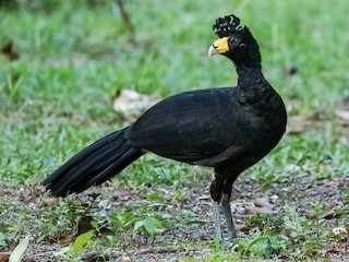 Il est de la même famille que le dindon !