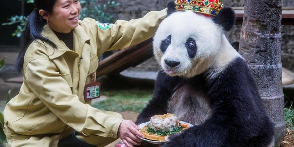Quel est le record de longévité observé chez un panda ?