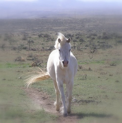 « Le p’tit cheval dans le mauvais temps, qu’il avait donc du courage ! C’était un petit cheval blanc… »