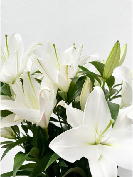 Donnez le nom usuel, le nom botanique et la famille de cette fleur :