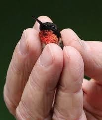 C'est le plus petit oiseau du monde !