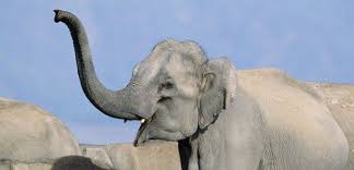 Combien existe-il d'espèces d'éléphants ?