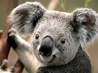 De quoi se nourrit le koala ?