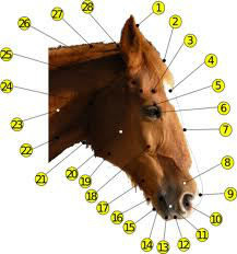 Quelle est la partie de l'anatomie du cheval qui correspond au numéro 2 ?