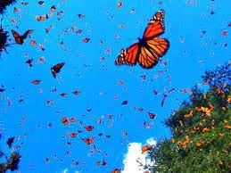 C'est l'une des plus incroyables migrations d'insectes du monde, chaque année ce papillon part du Canada pour rejoindre les montagnes du Mexique (4000 à 5000 km) !