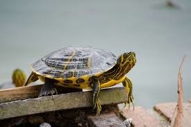 Comment respirent les tortues aquatiques ?
