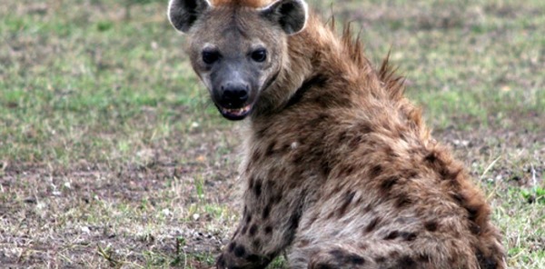Les hyènes vivent dans les savanes et près des points d'eau en Afrique, son cri s'entend à 5km et elles agissent en société... ?