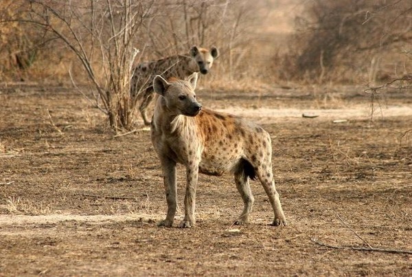 Quelle est la particularité des hyènes ?