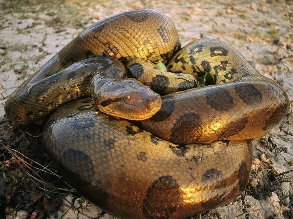 Les anacondas sont-ils des serpents venimeux ?
