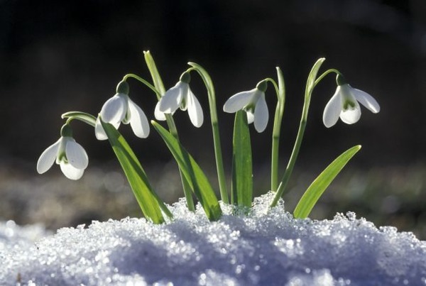 Une plante qui pousse ou fleurit dans la neige est qualifiée de…