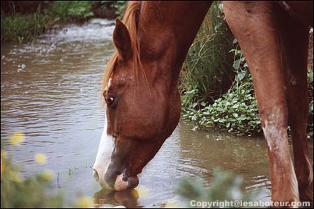 Combien de litres d'eau un cheval boit-il par jour ?