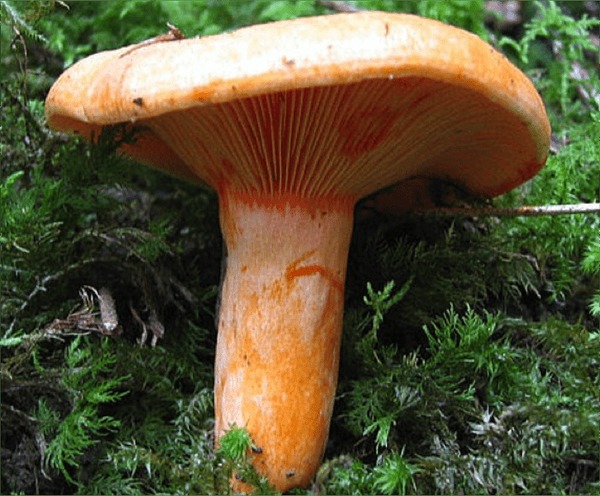 Quel est ce champignon ?
