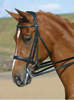 Equitation: comment s'appelle la partie qu'on place devant les oreilles d'un cheval sur un filet ?