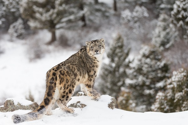On ne trouve le léopard des neiges qu'au Kirghizistan.