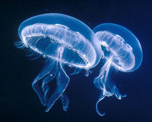 Les méduses se reproduisent lorsqu'elles meurent.
