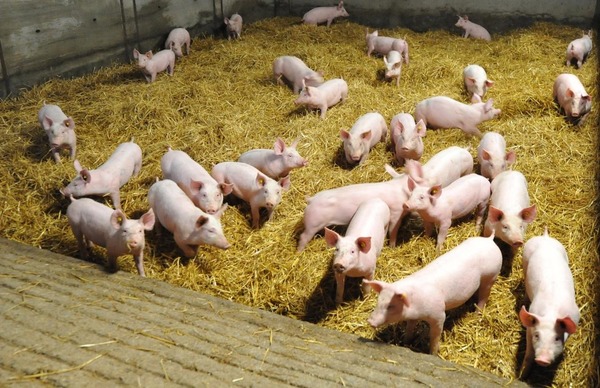 Quel bâtiment est conçu et adapté pour l'élevage intensif des porcs ?