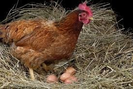 Combien de temps met une poule pour produire et pondre un œuf ?