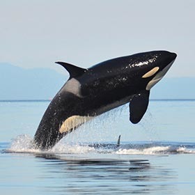 Vrai ou faux ? L’épaulard et la baleine bleue ont le même régime alimentaire.