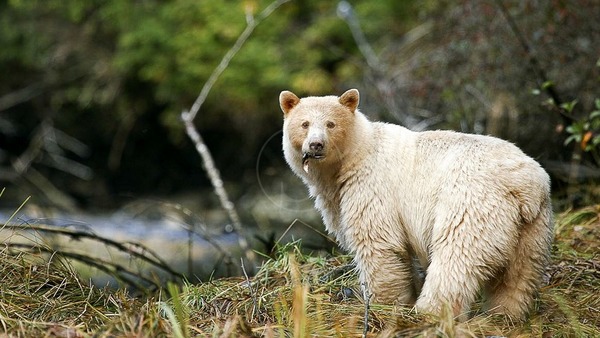 Cet ours a une particularité, allez-vous trouver le pays où il arpente les forêts ?