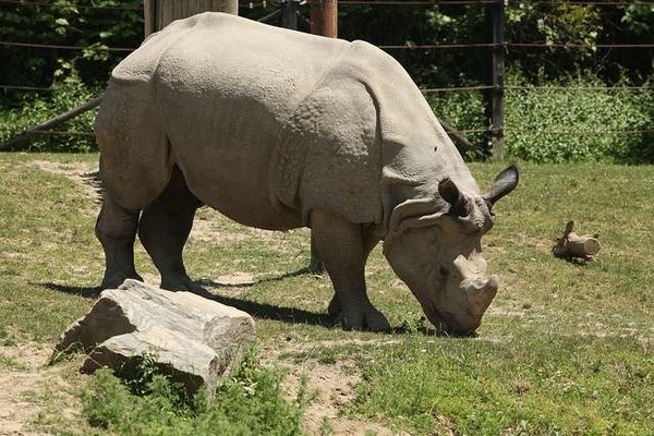 Il existe cinq espèces de rhinocéros dans le monde : le blanc, le noir, l’indien, le rhinocéros de Sumatra et…