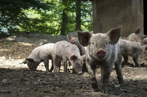 Vrai ou faux ? Les cochons d’élevage se font généralement couper la queue et les testicules sans anesthésie.