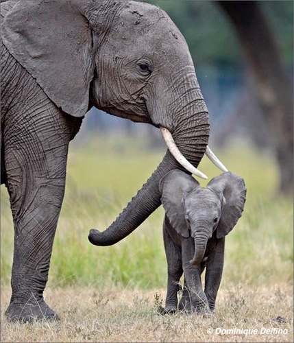 Qui est le petit de l'éléphant ?