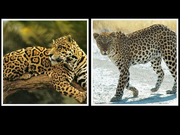 Sur cette photo se trouve un léopard et un jaguar.