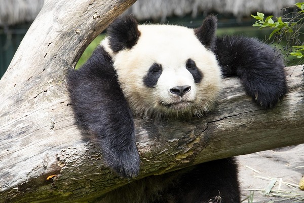Quelle est l'espérance de vie d'un panda à l'état sauvage ?