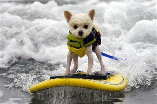 Est-ce un chien qui pratique et fait du surf ?