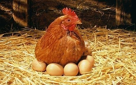 Combien de temps la poule met-elle pour concevoir et pondre un œuf ?