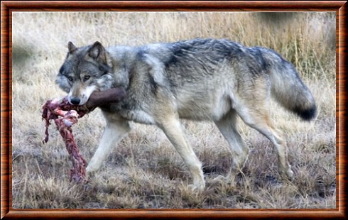 Alimentation : que mangent les loups ?