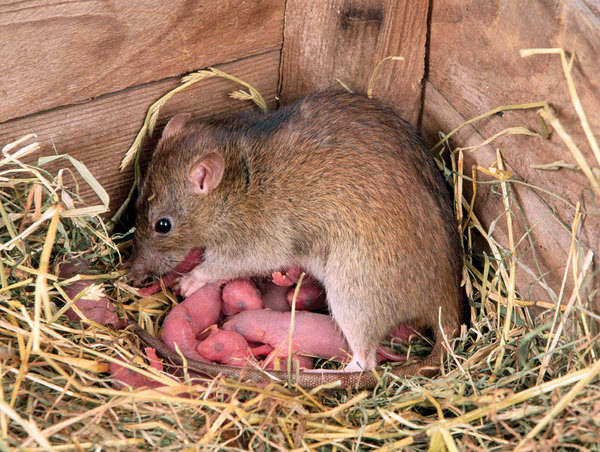 La gestation chez la ratte dure entre :