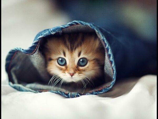 C'est une pierre qui est censée vous protéger, on la surnomme ... de chat !