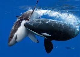 Combien de kilogrammes de nourriture peuvent manger les orques par jour ?