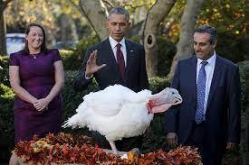 What do the two turkeys do after the pardonning ceremony ?