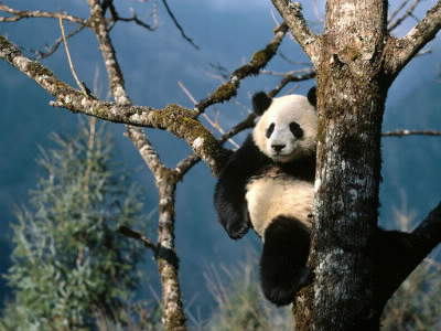Vers quel âge les pandas peuvent se débrouiller seuls ?
