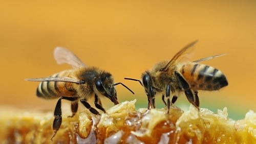 Les abeilles ne sont pas des insectes