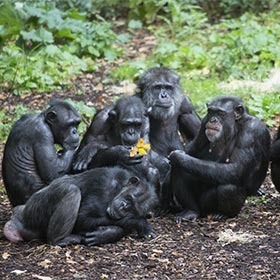 Les chimpanzés et les bonobos ont des structures sociales similaires.