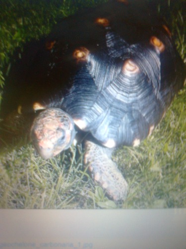 Le nom de cette tortue est :