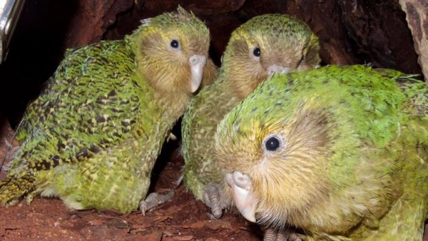 Qu'est le kakapo ?