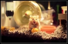 Les hamsters sont-ils nocturnes ?