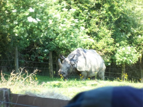 C'est un rhinocéros d'inde ou indien ?