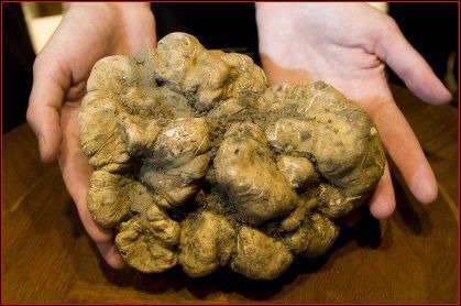 En 2010, une paire de truffes blanches a été vendue aux enchères pour :