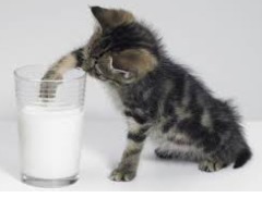 Czy kot może pić mleko ?