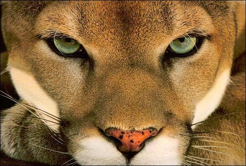 Quel félidé solitaire est appelé cougar (ou couguar) dans certaines régions ?